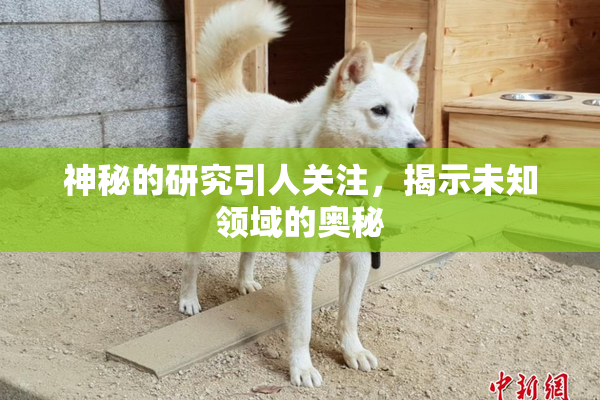 神秘的研究引人关注，揭示未知领域的奥秘
