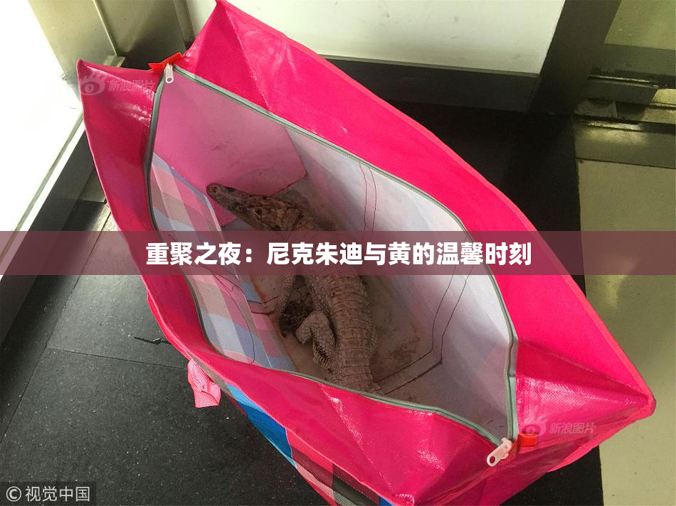 重聚之夜：尼克朱迪与黄的温馨时刻