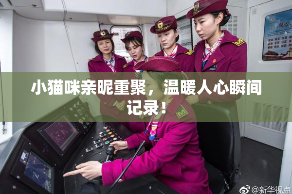小猫咪亲昵重聚，温暖人心瞬间记录！