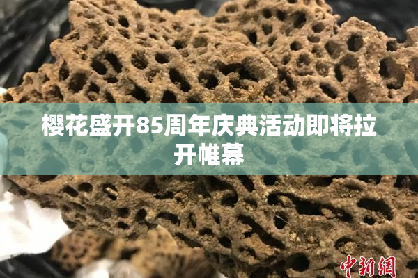 樱花盛开85周年庆典活动即将拉开帷幕