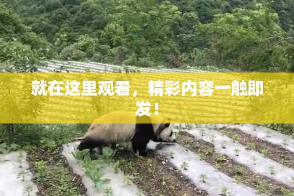 就在这里观看，精彩内容一触即发！