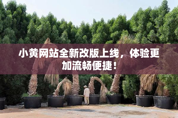 小黄网站全新改版上线，体验更加流畅便捷！