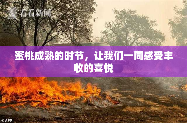 蜜桃成熟的时节，让我们一同感受丰收的喜悦