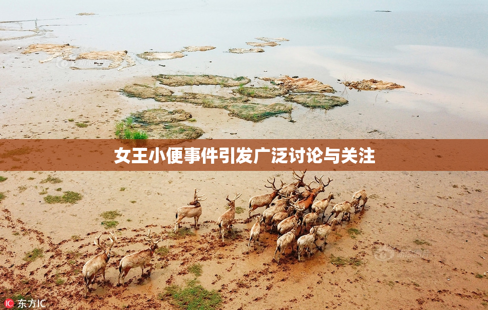 女王小便事件引发广泛讨论与关注