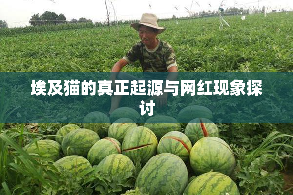 埃及猫的真正起源与网红现象探讨