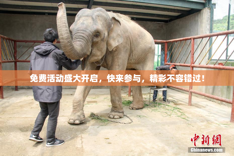 免费活动盛大开启，快来参与，精彩不容错过！
