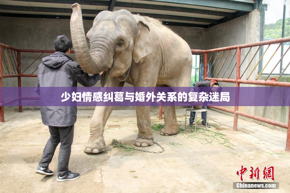 少妇情感纠葛与婚外关系的复杂迷局