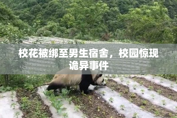校花被绑至男生宿舍，校园惊现诡异事件
