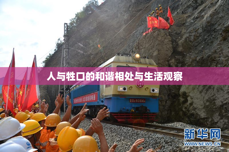 人与牲口的和谐相处与生活观察