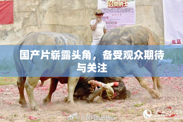 国产片崭露头角，备受观众期待与关注