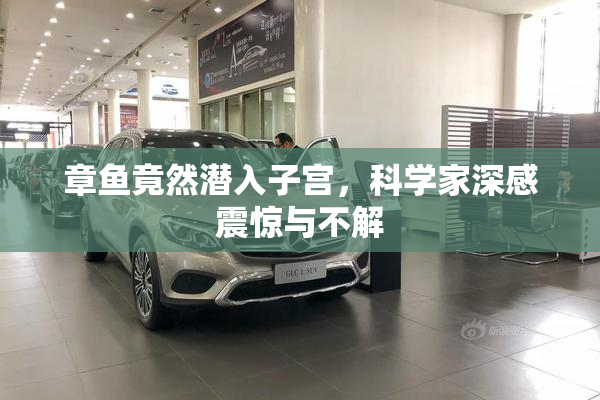 章鱼竟然潜入子宫，科学家深感震惊与不解