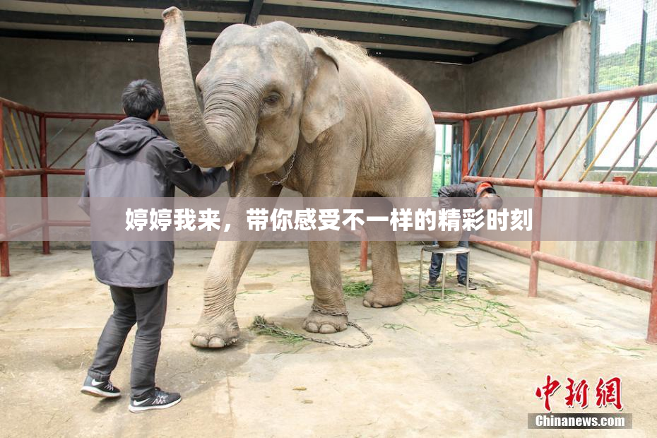 婷婷我来，带你感受不一样的精彩时刻