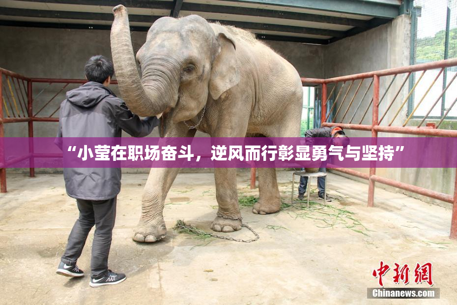 “小莹在职场奋斗，逆风而行彰显勇气与坚持”