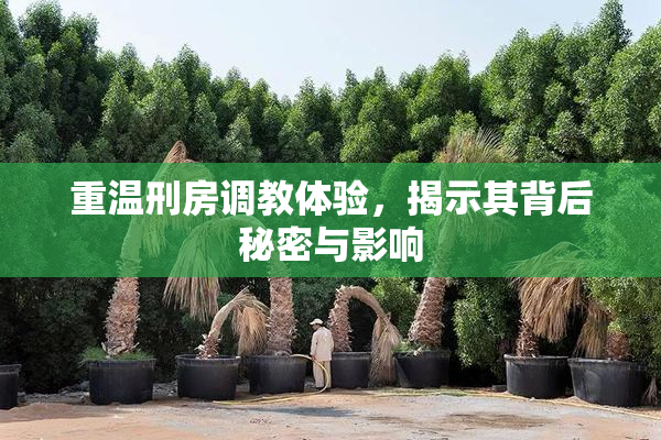重温刑房调教体验，揭示其背后秘密与影响