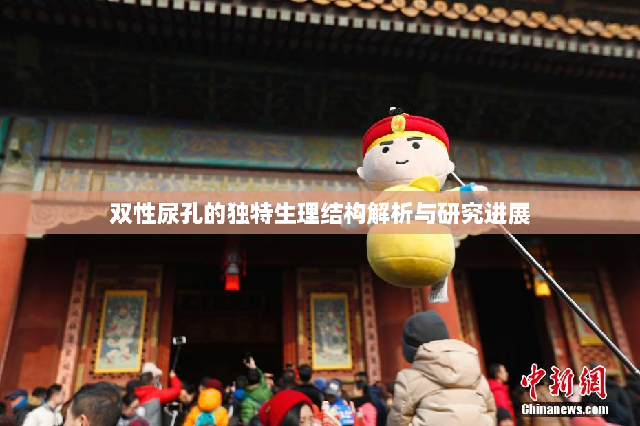 双性尿孔的独特生理结构解析与研究进展