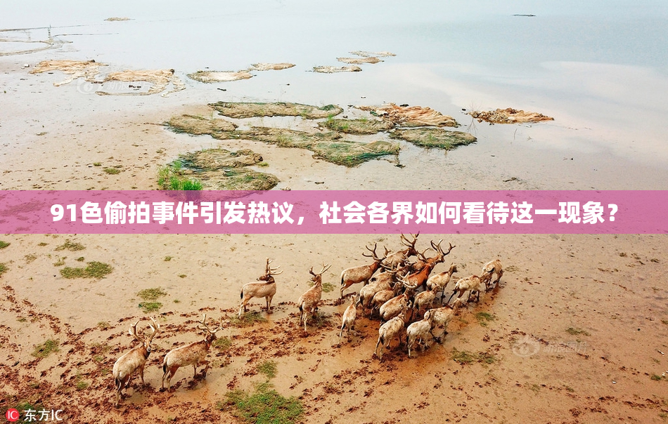 91色偷拍事件引发热议，社会各界如何看待这一现象？
