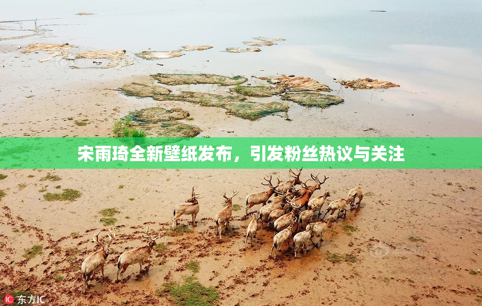 宋雨琦全新壁纸发布，引发粉丝热议与关注