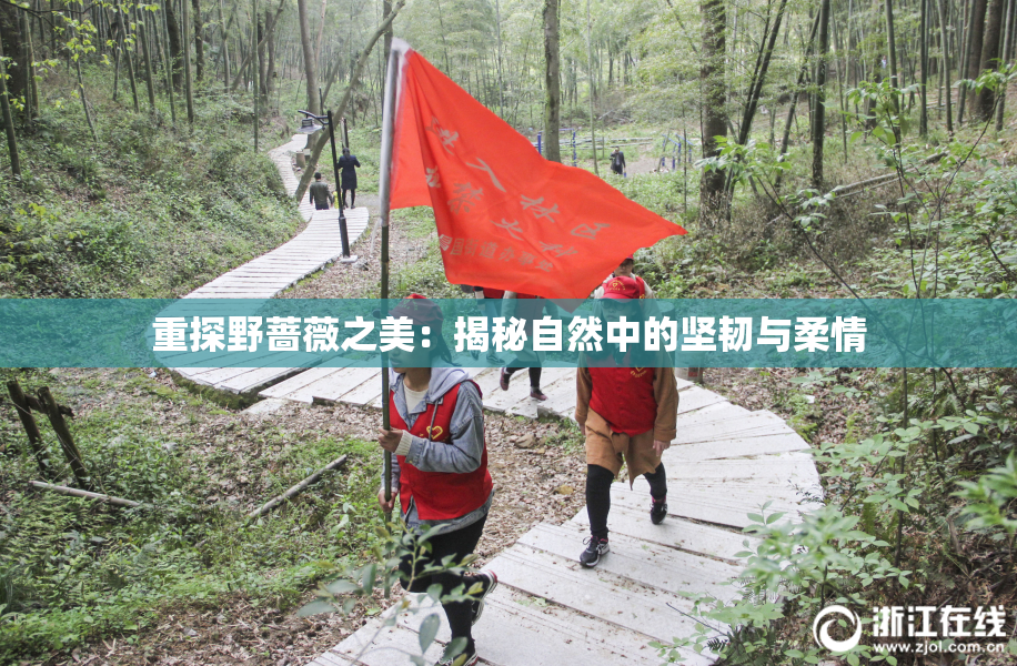 重探野蔷薇之美：揭秘自然中的坚韧与柔情
