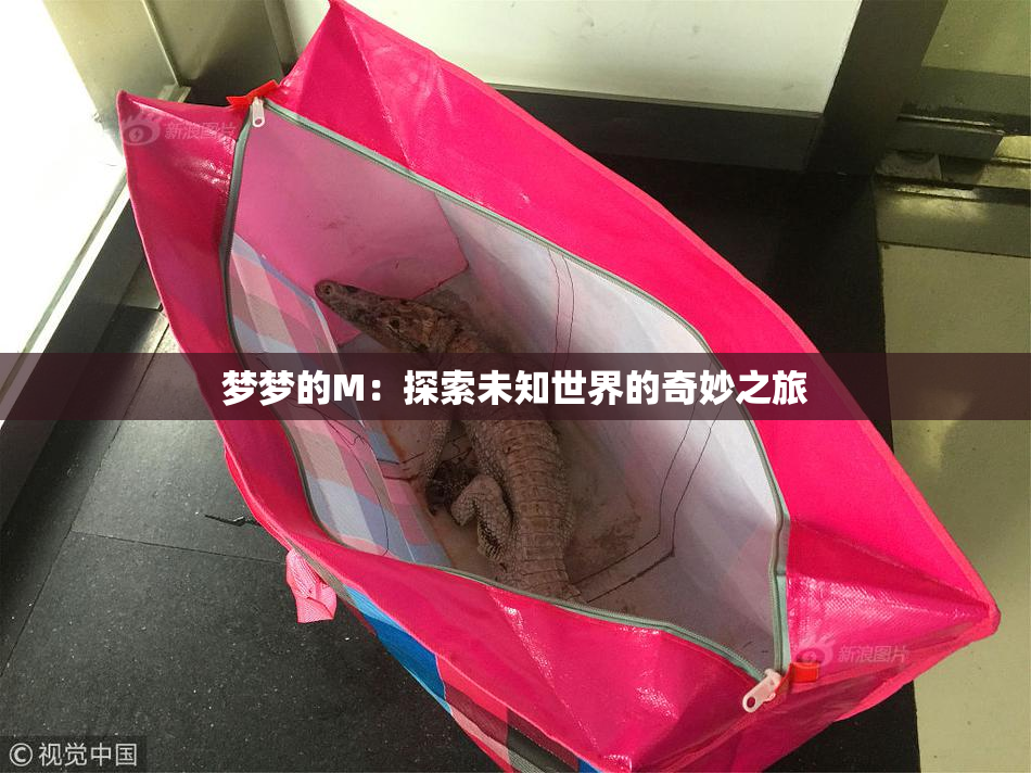 梦梦的M：探索未知世界的奇妙之旅