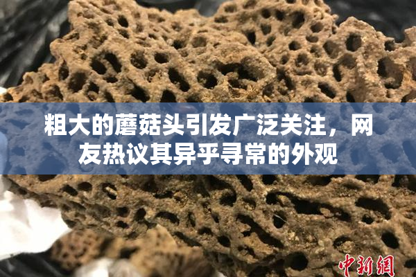 粗大的蘑菇头引发广泛关注，网友热议其异乎寻常的外观