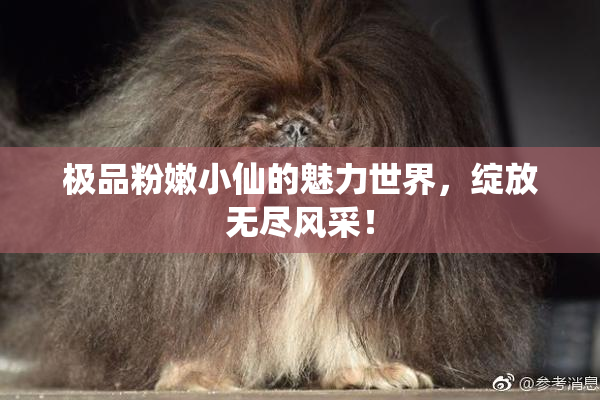 极品粉嫩小仙的魅力世界，绽放无尽风采！