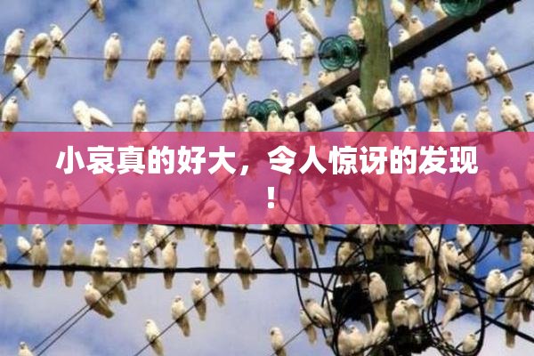 小哀真的好大，令人惊讶的发现！
