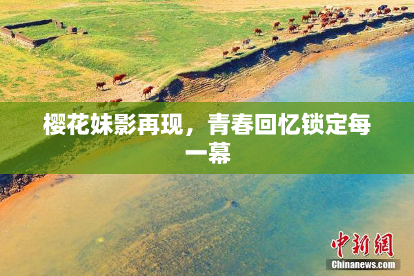 樱花妹影再现，青春回忆锁定每一幕