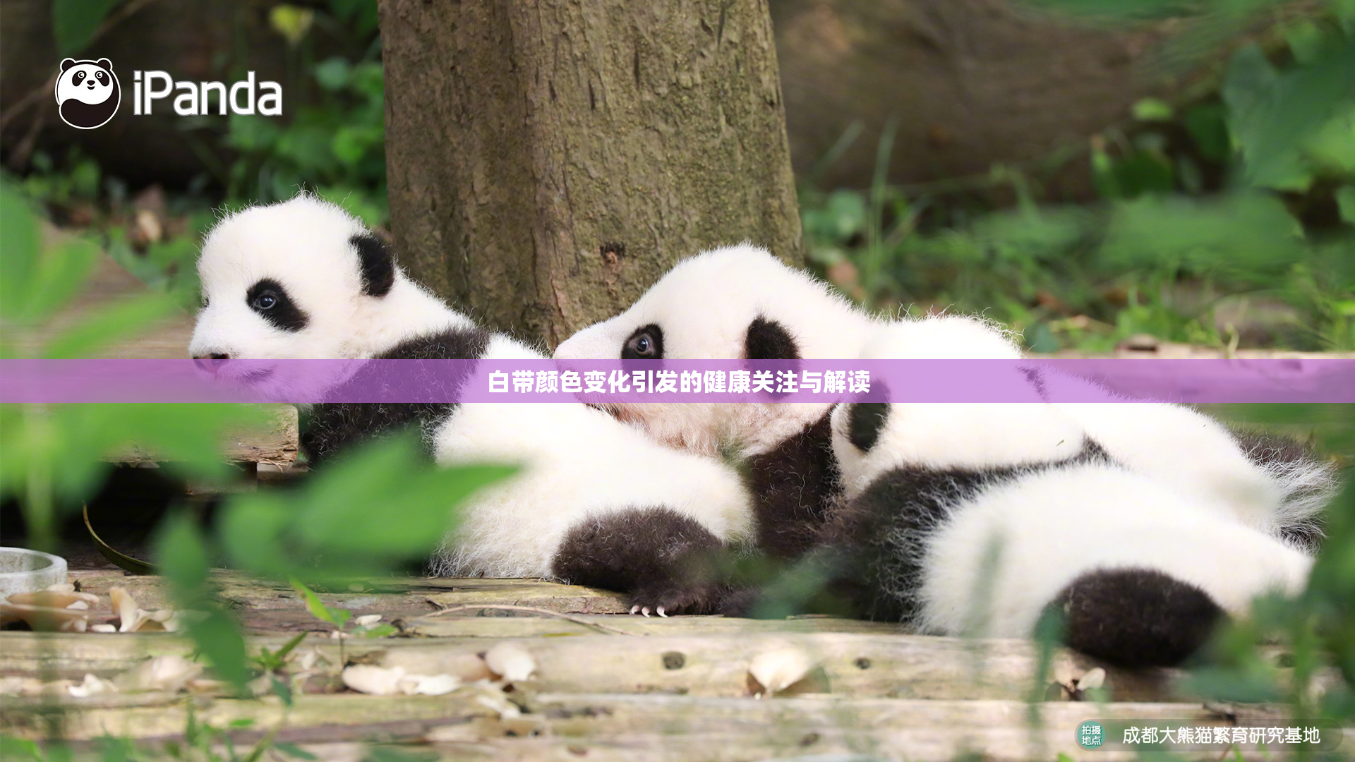 白带颜色变化引发的健康关注与解读