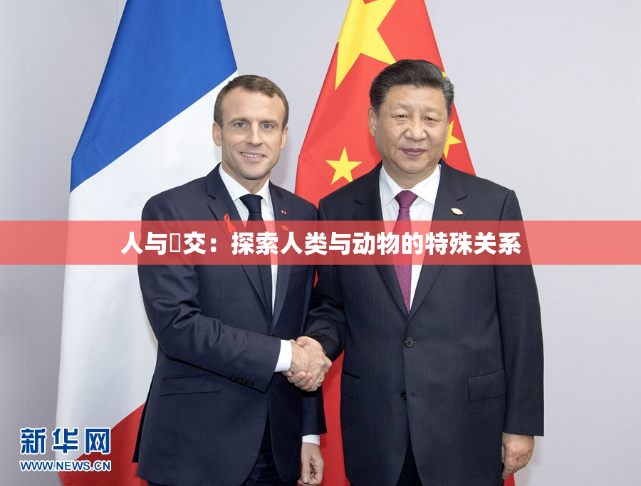 人与嘼交：探索人类与动物的特殊关系