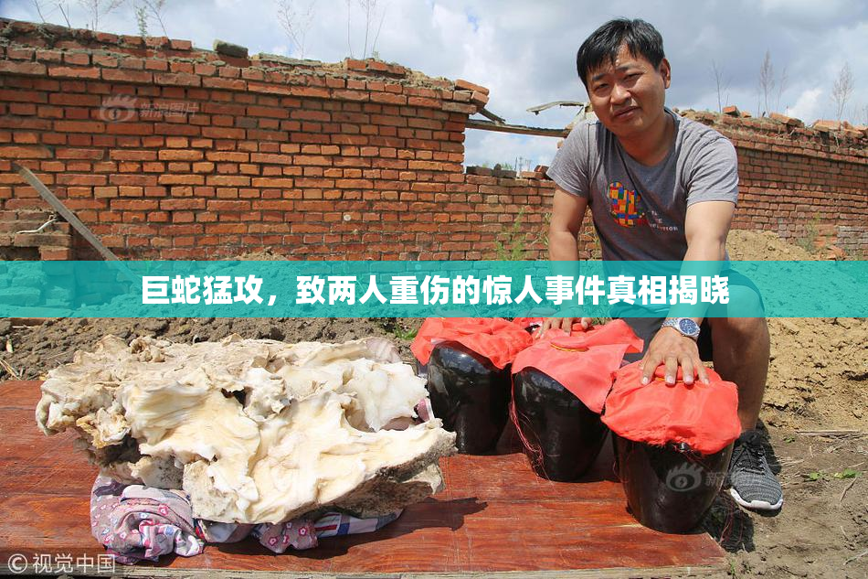 巨蛇猛攻，致两人重伤的惊人事件真相揭晓
