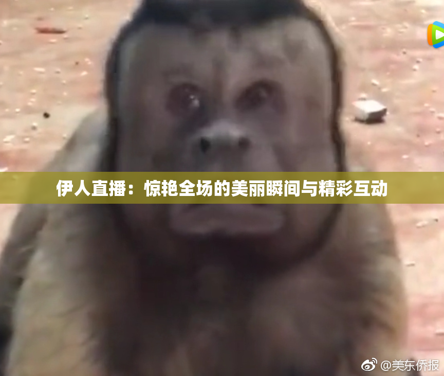 伊人直播：惊艳全场的美丽瞬间与精彩互动