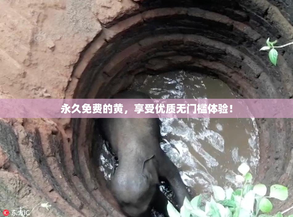 永久免费的黄，享受优质无门槛体验！