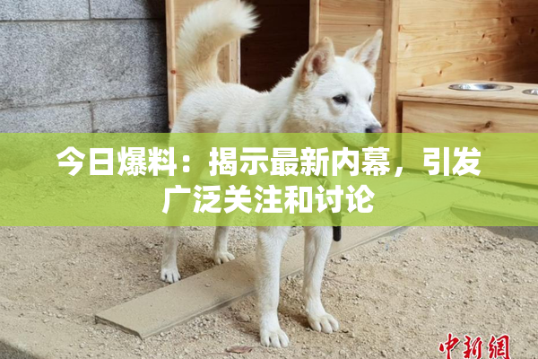 今日爆料：揭示最新内幕，引发广泛关注和讨论