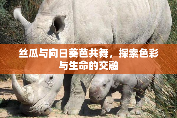 丝瓜与向日葵芭共舞，探索色彩与生命的交融