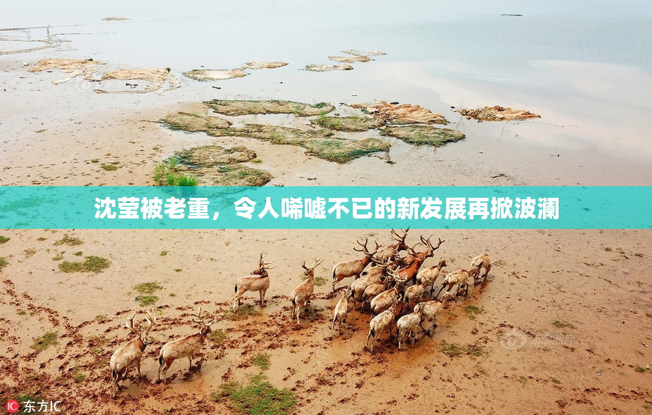 沈莹被老重，令人唏嘘不已的新发展再掀波澜