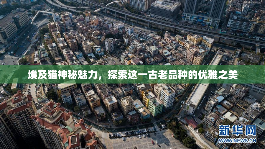 埃及猫神秘魅力，探索这一古老品种的优雅之美