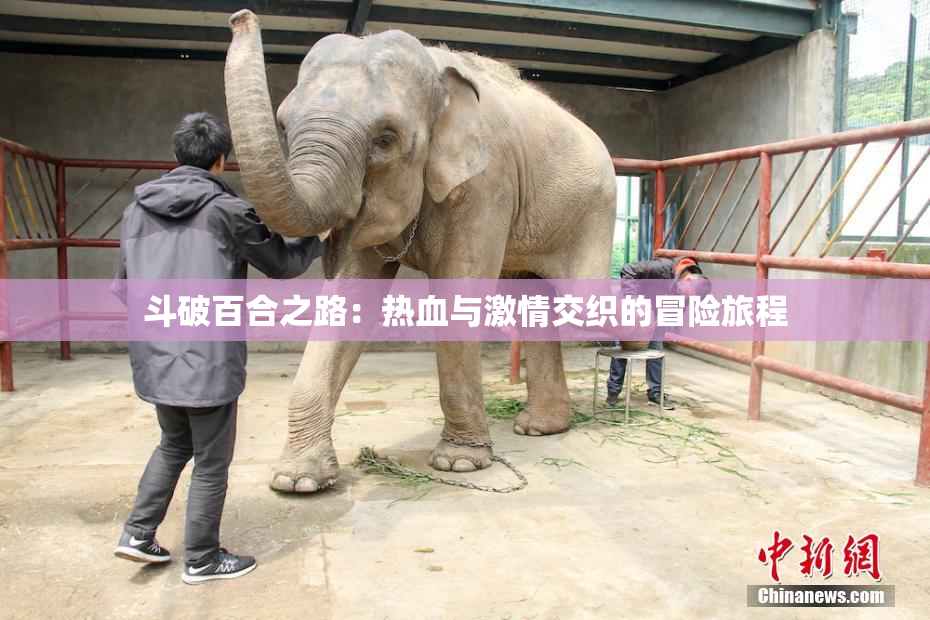 斗破百合之路：热血与激情交织的冒险旅程