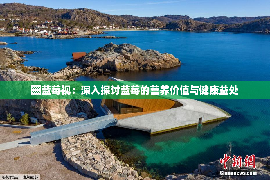 ▓蓝莓视：深入探讨蓝莓的营养价值与健康益处
