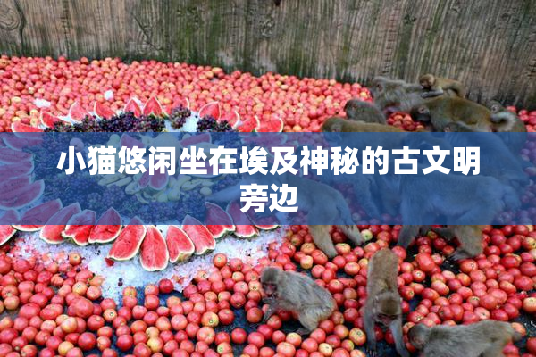 小猫悠闲坐在埃及神秘的古文明旁边