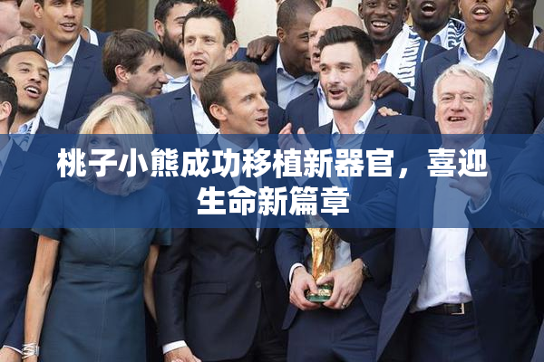 桃子小熊成功移植新器官，喜迎生命新篇章