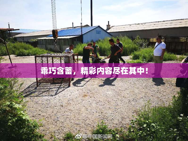 乖巧含蓄，精彩内容尽在其中！