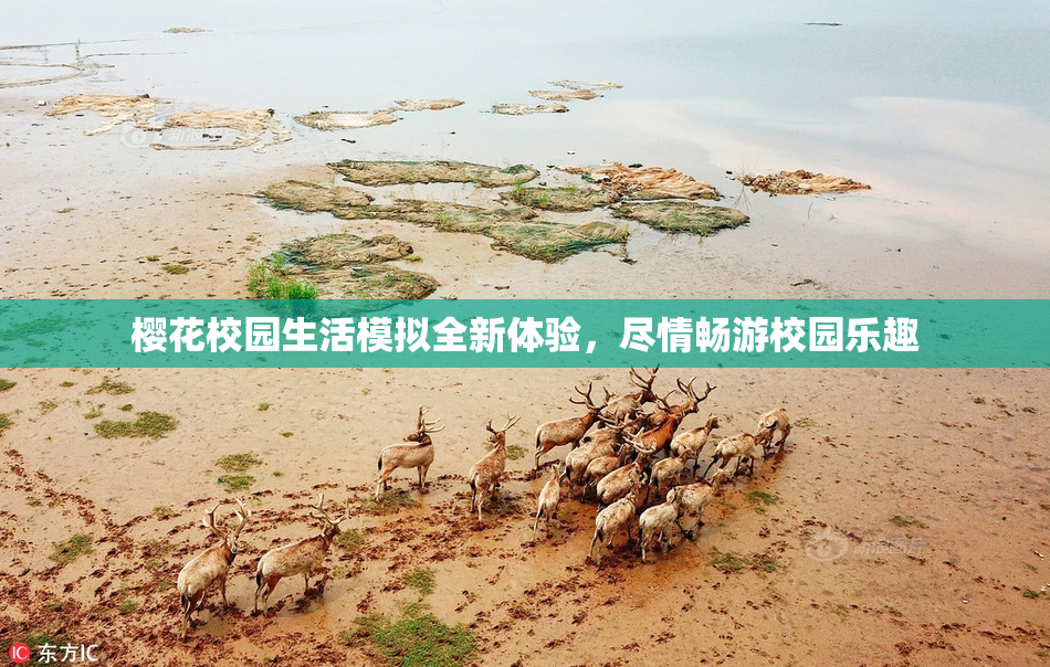 樱花校园生活模拟全新体验，尽情畅游校园乐趣
