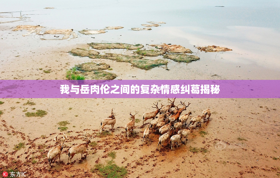 我与岳肉伦之间的复杂情感纠葛揭秘