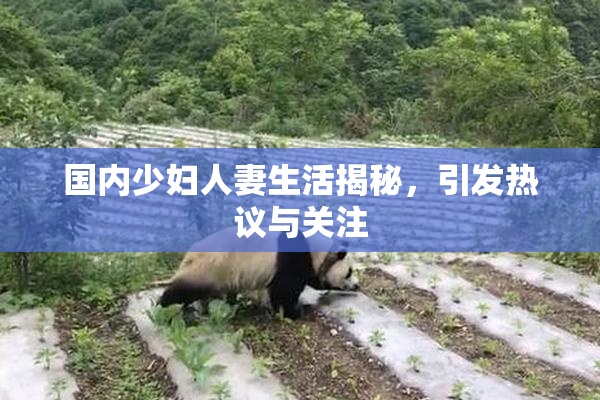 国内少妇人妻生活揭秘，引发热议与关注