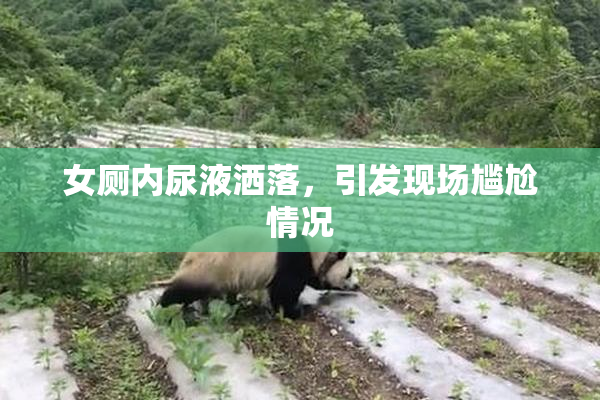 女厕内尿液洒落，引发现场尴尬情况