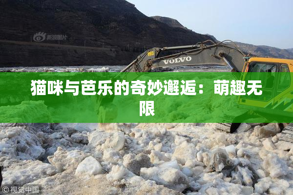 猫咪与芭乐的奇妙邂逅：萌趣无限