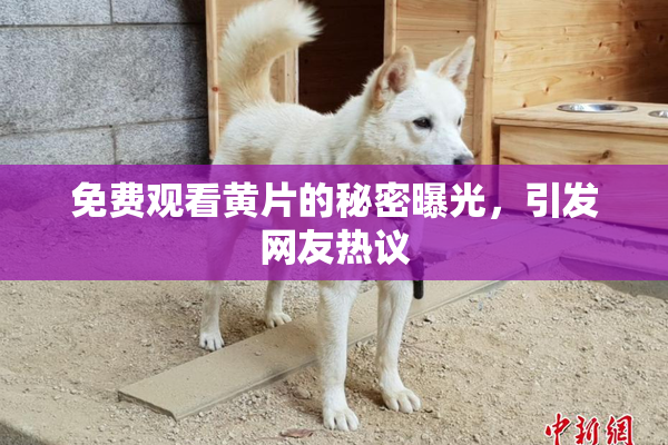 免费观看黄片的秘密曝光，引发网友热议