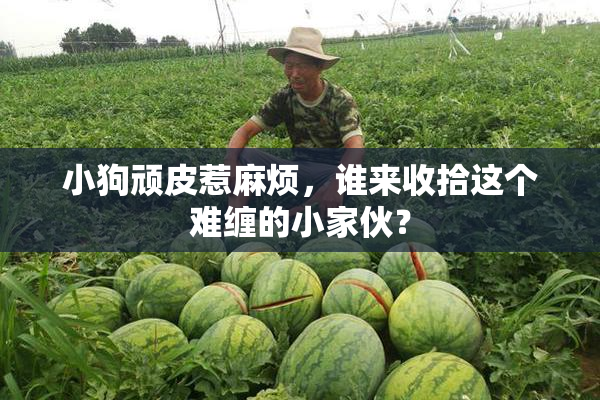 小狗顽皮惹麻烦，谁来收拾这个难缠的小家伙？