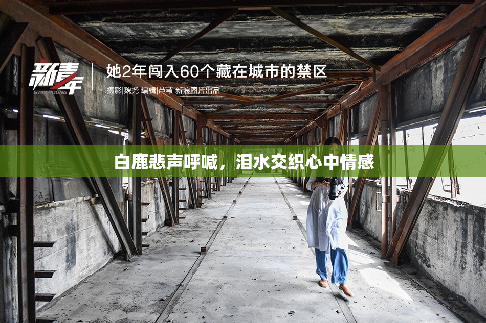 白鹿悲声呼喊，泪水交织心中情感