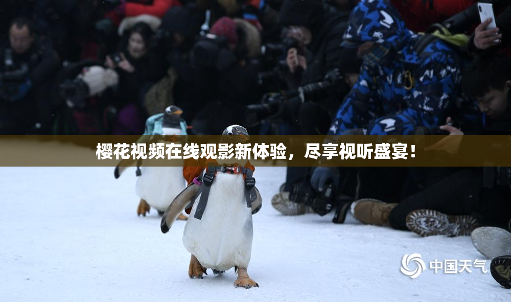 樱花视频在线观影新体验，尽享视听盛宴！